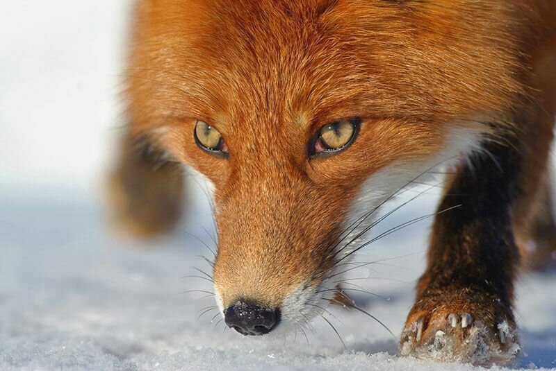 Firefox 32 получит усовершенствованный менеджер паролей